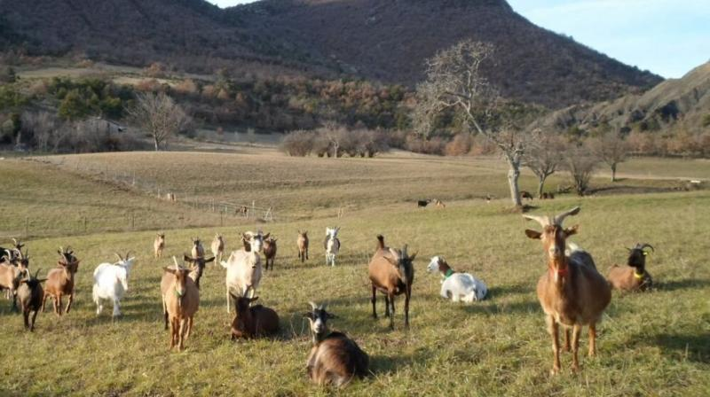 FERME PÉDAGOGIQUE \